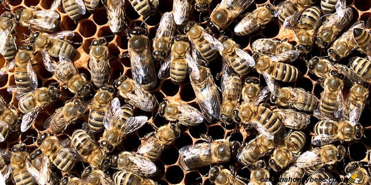 Small group of bees inside a colony.