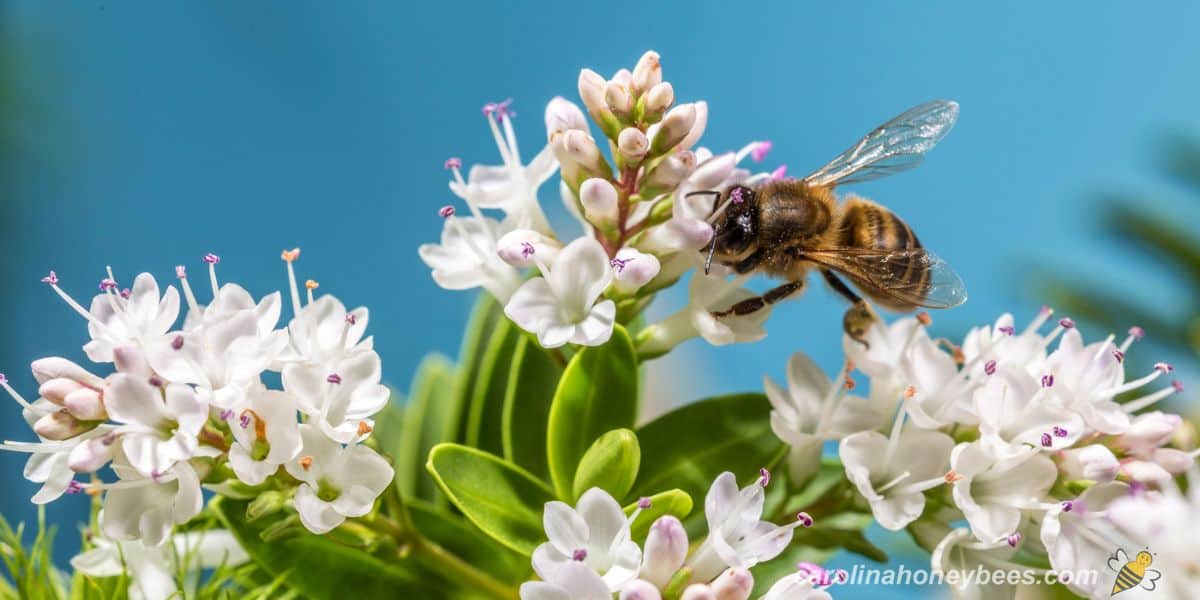 Honey bee foraging on white flowers in ideal bee garden habitat.