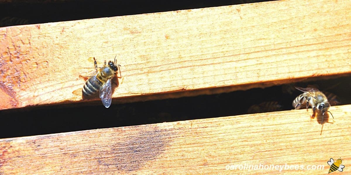 Empty beehive with only a few workers after colony absconded.
