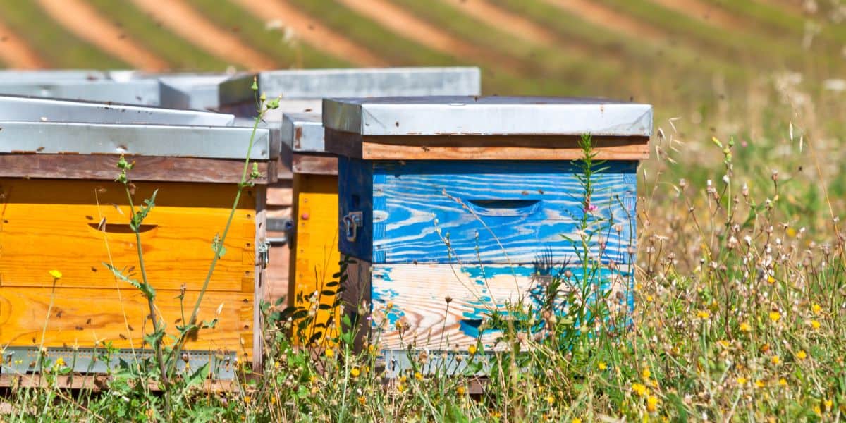 Commercial hives on pallets in field used for migratory beekeeping.