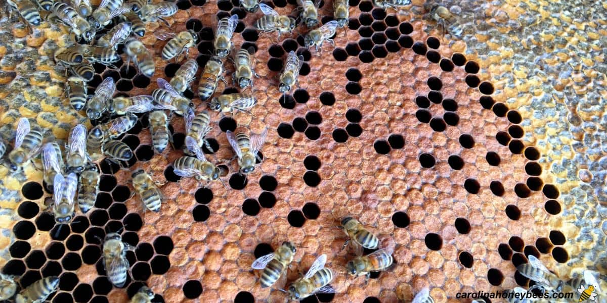 Wax cells filled with honey to backfill the area around developing brood in a beehive.