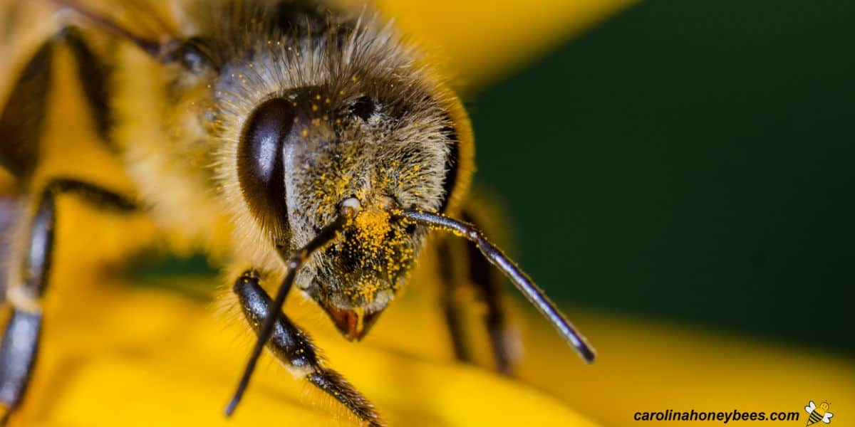 Close up of honey bee with pair of antenna.