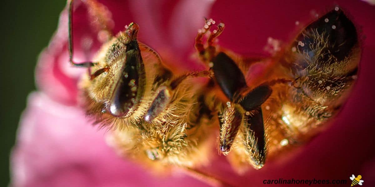 Honey bee asleep in a pink flower.