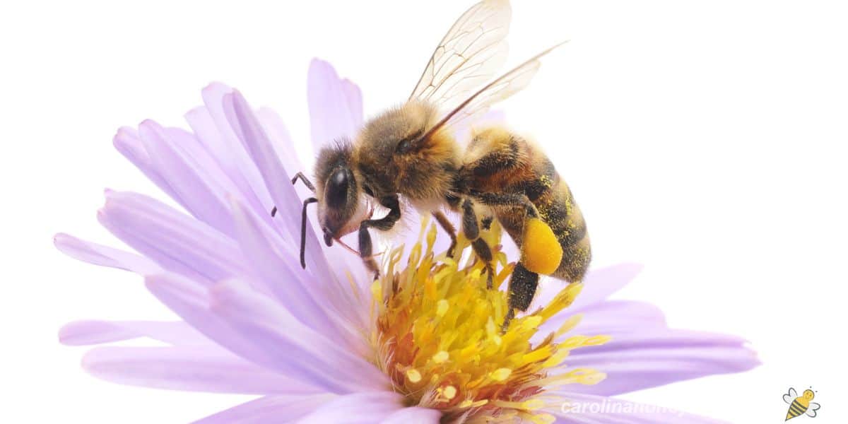 Honey bee on purple flowers symbolizes industry.
