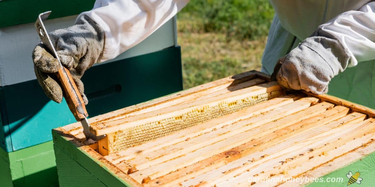 Beekeeper performing a routine beehive inspection.