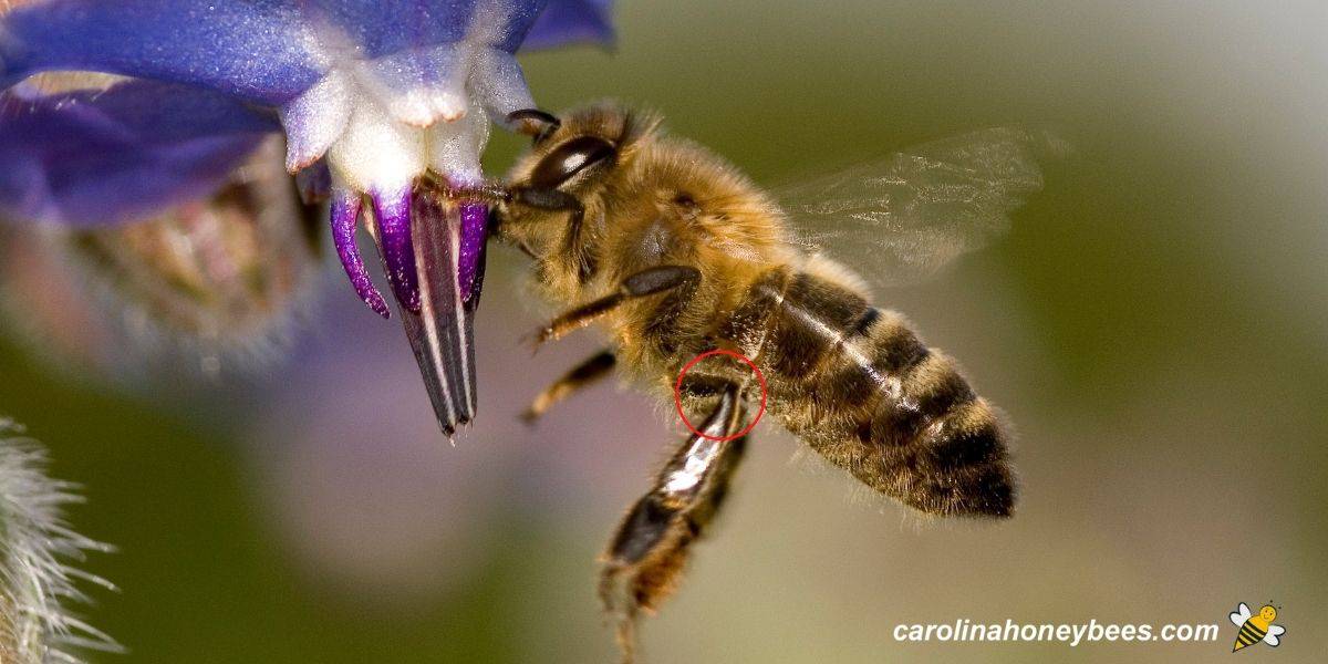 Honey bee gathering nectar with knees marked by red circle.