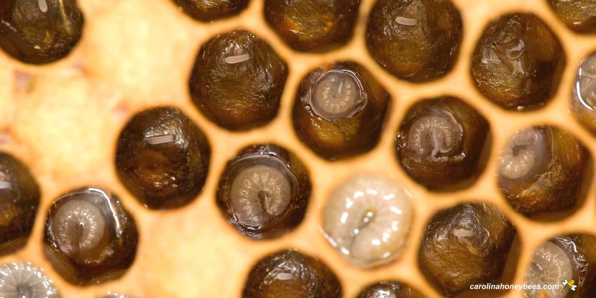 Various stages of bee larvae in honeycomb cells.