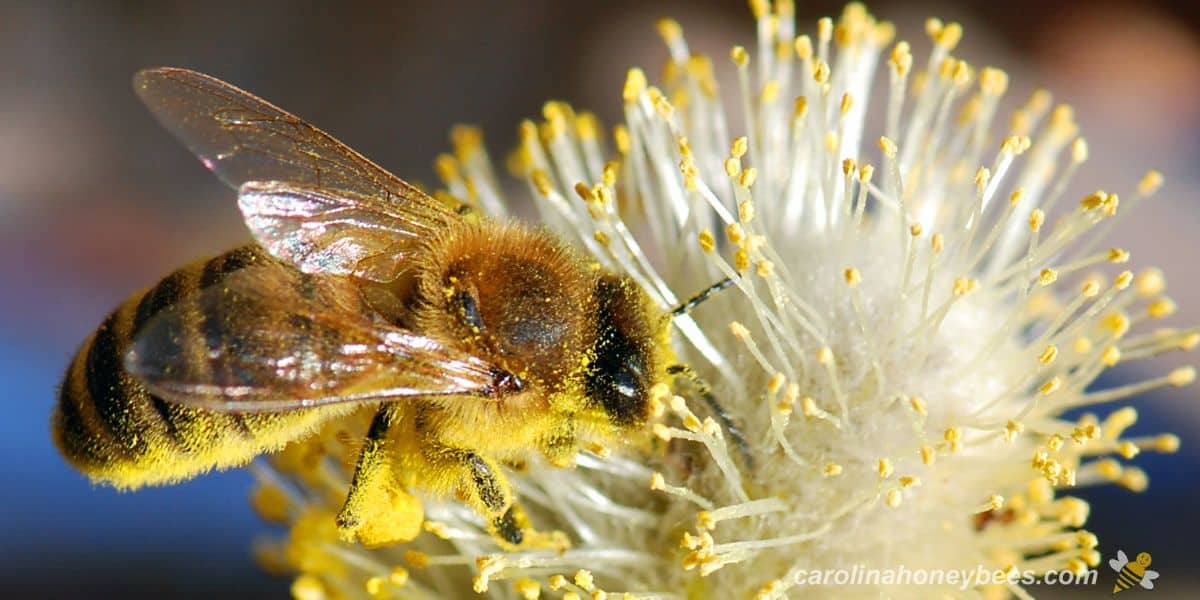 Honey bee worker covered with yellow pollen grains from flower.