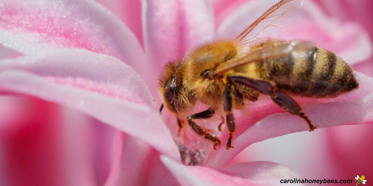 Honey bee sips nectar from flower and attracts pollen particles to body.