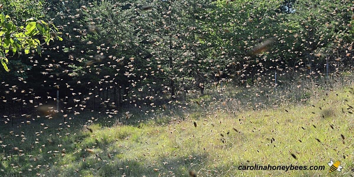Swarming honey bees flying through air.