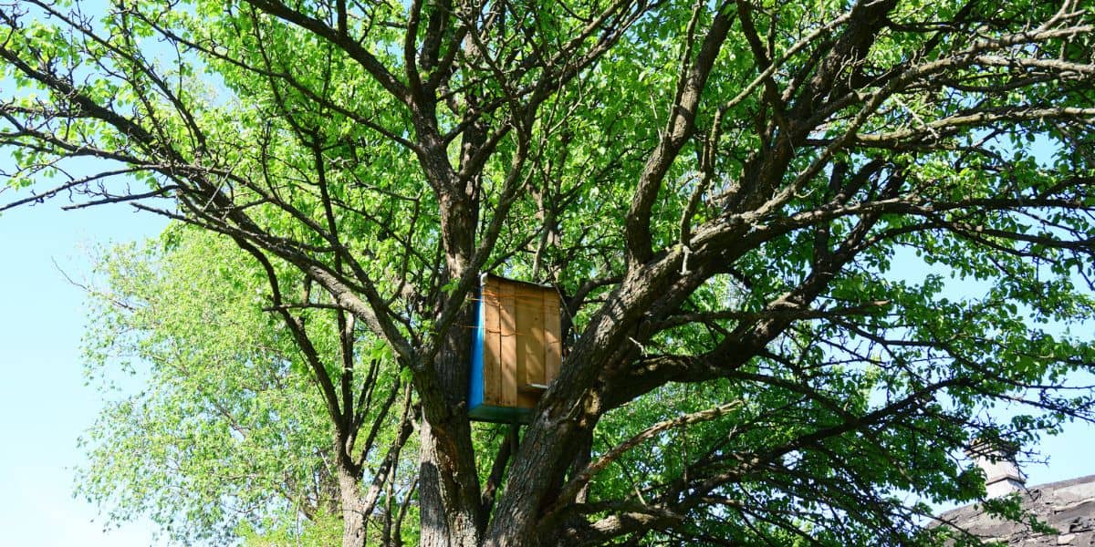 Honey bee swarm trap placed in a tree to catch bees.
