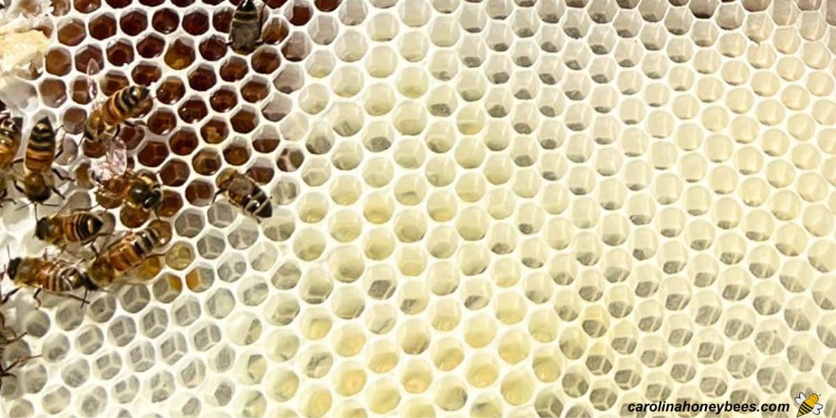 Worker honey bees on comb built using beeswax made by the bees.