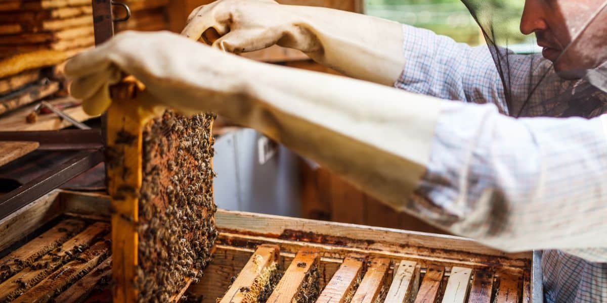 Long horizontal hive of bees with top opened and smoker sitting on it.