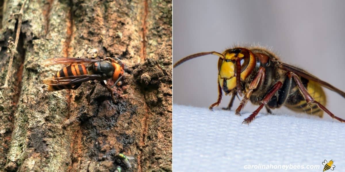 Two types of hornets that eat honey bees image.