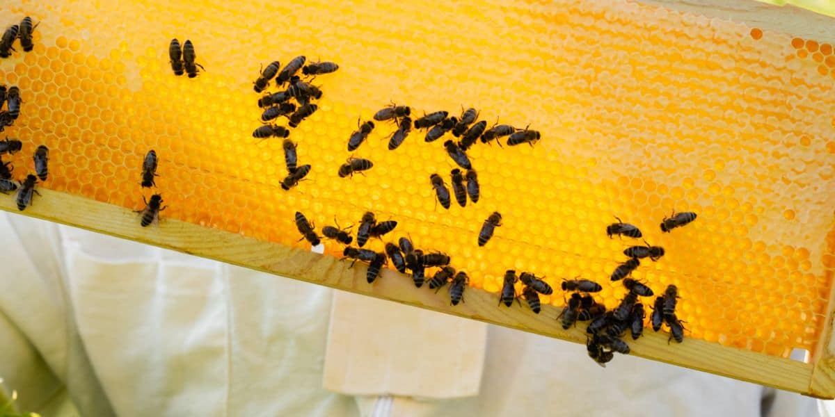 Several frames of ripe honey from a beehive.