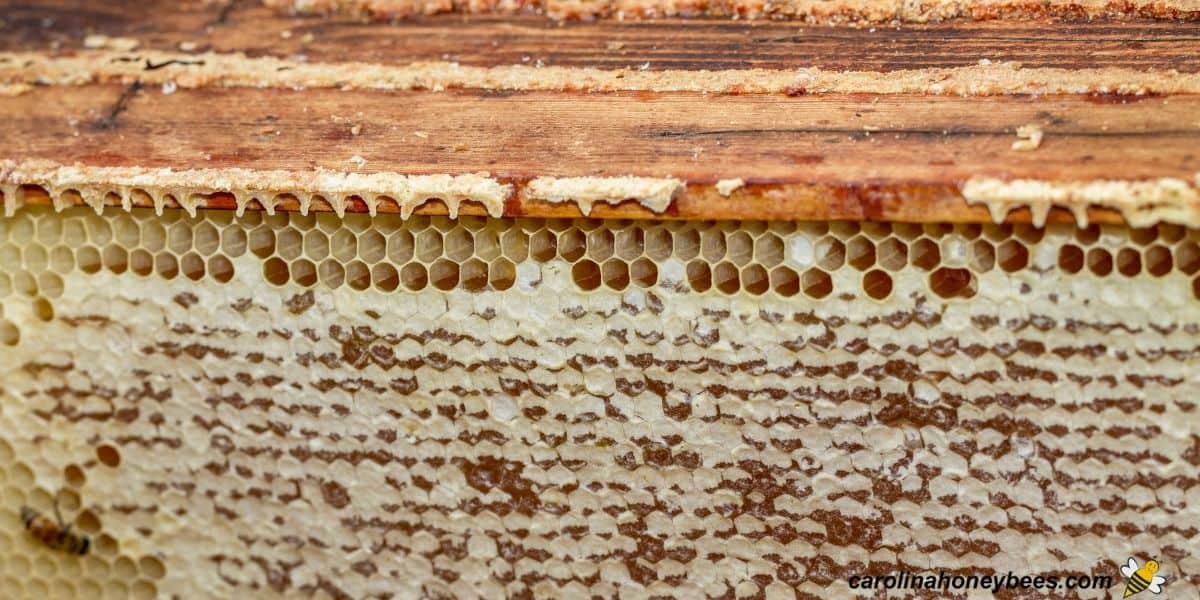 Frame of honey ready to store in freezer image.