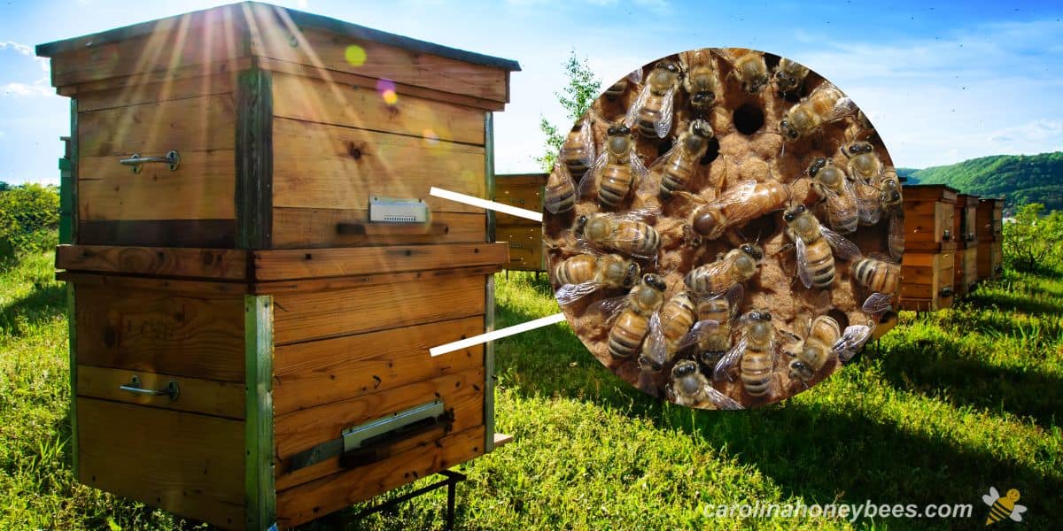 A full size hive with an inset showing what is inside a beehive.