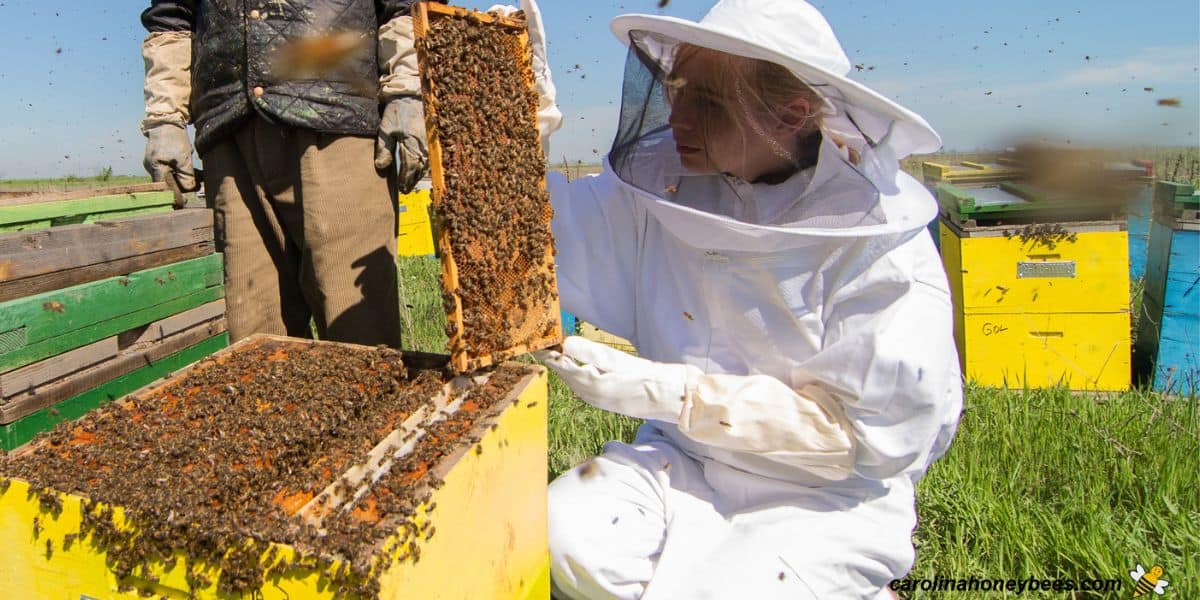 Beekeeper inspecting bees in hive for nosema disease or other pathogens.