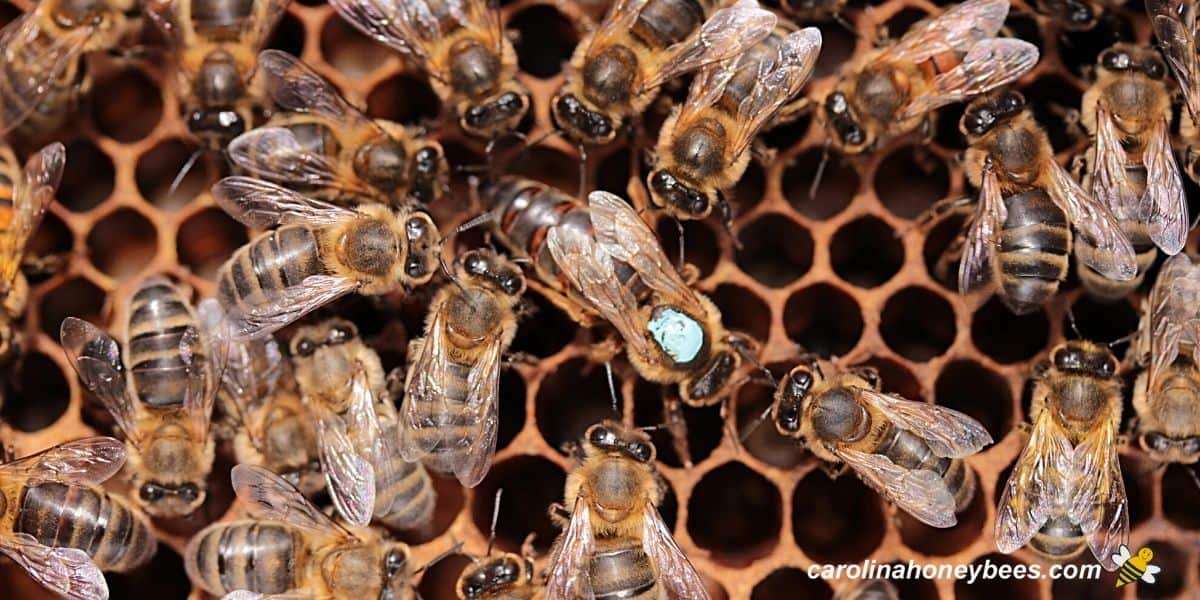 Large dark honey bee queen on comb with retinue of workers.