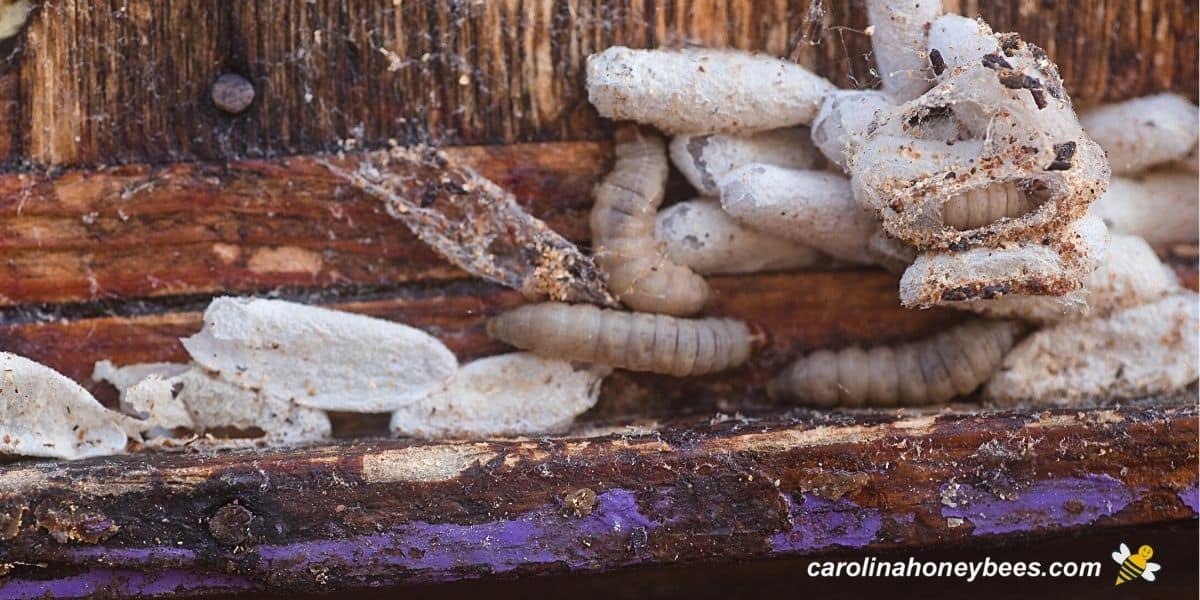 Larvae and cocoons of wax moths in a beehive image.