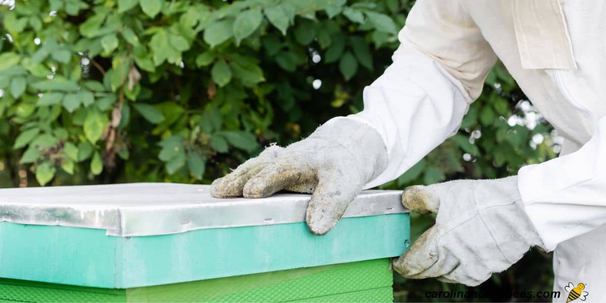 Beekeeper at hive wearing used leather beekeeping gloves.