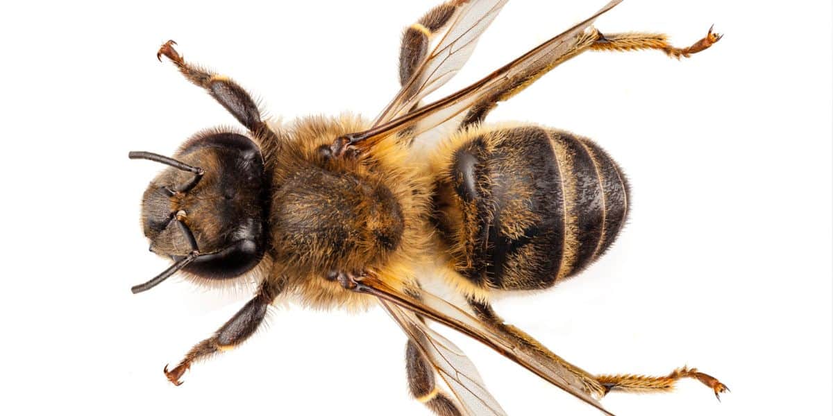 Worker honey bee with 3 pairs of extended legs.