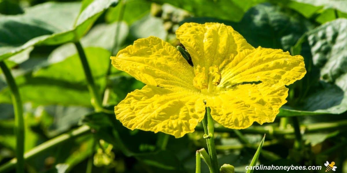 Large yellow luffa flower in bee garden.