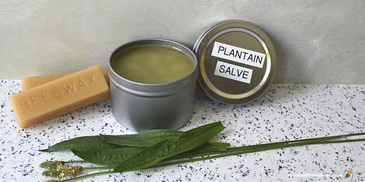 Homemade plantain salve in tin with beeswax and plants.