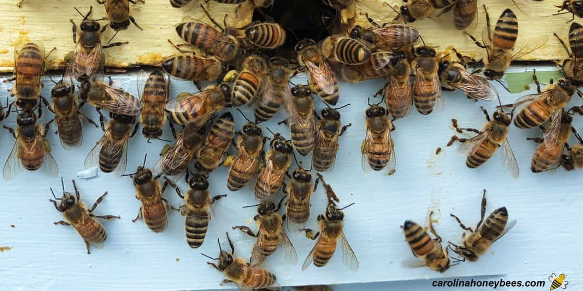 Female worker bees entering a honey bee hive.