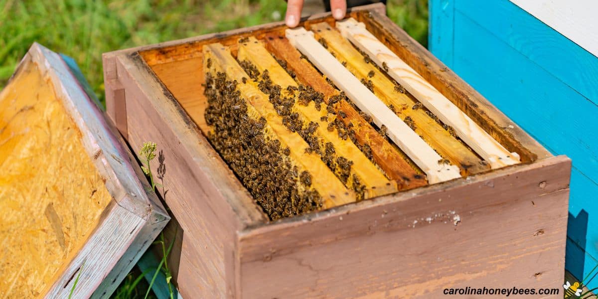 A couple of open beehives for a new beekeeper starting out small..