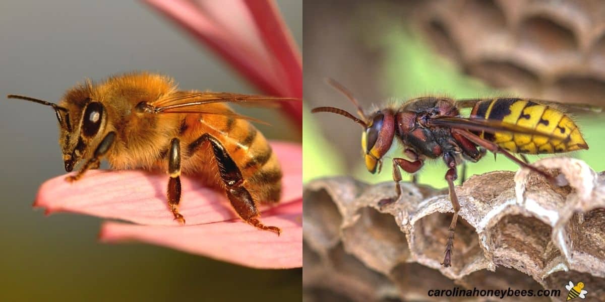 Close up picture of a worker honey bee vs a worker yellow jacket image.