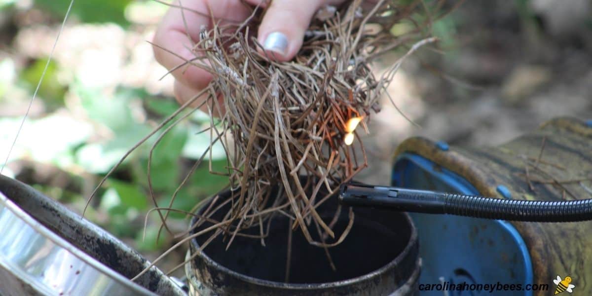 Beekeeper lighting smoker with pine needles as smoker fuel image.