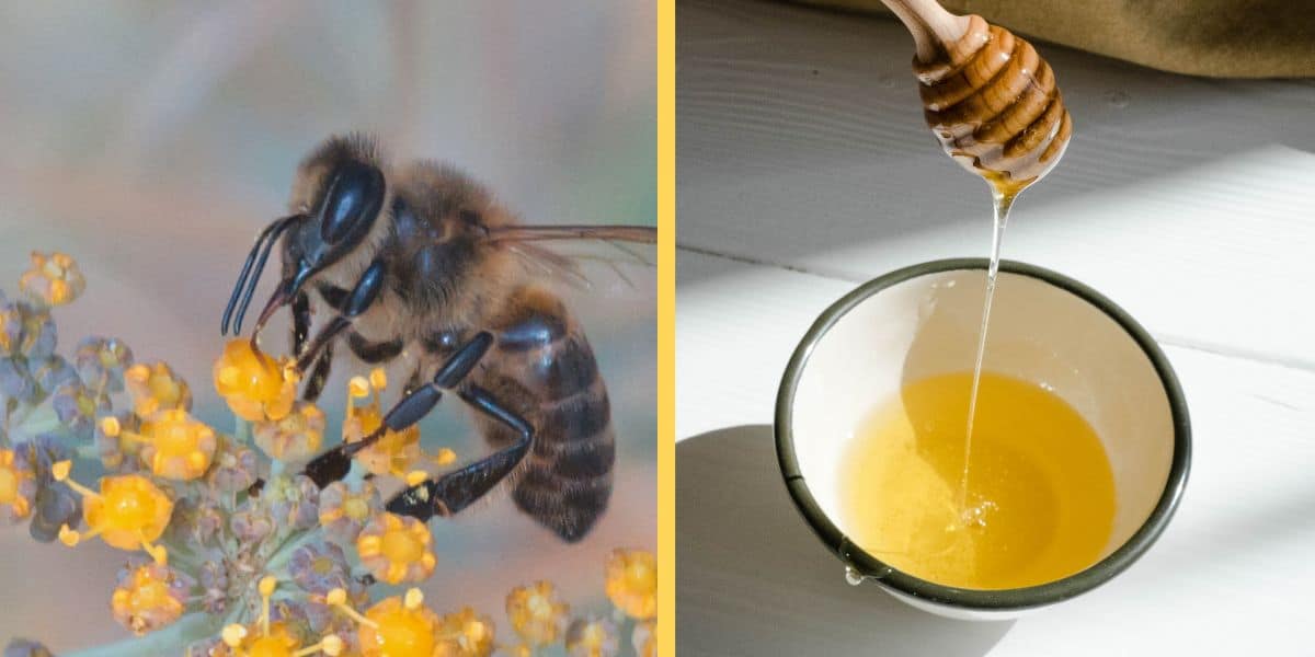 Honey bee gathering nectar and thick honey dripping in bowl.