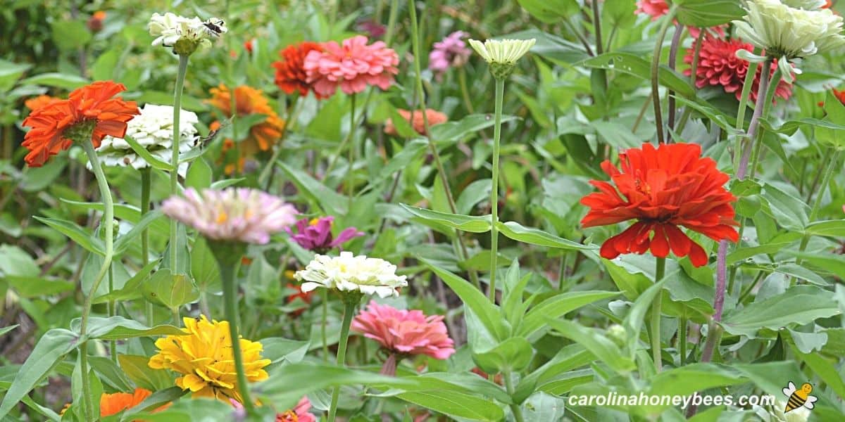 Colorful zinnia flowers for honey bees growing in a garden.