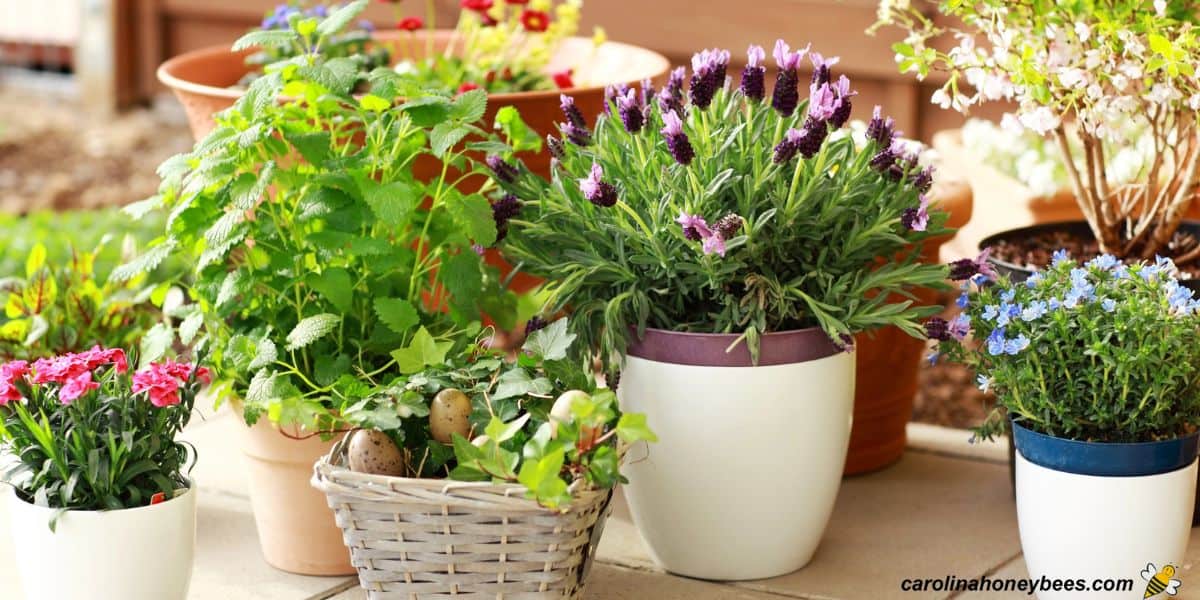 A collection of bee friendly blooming plants in containers on balcony.