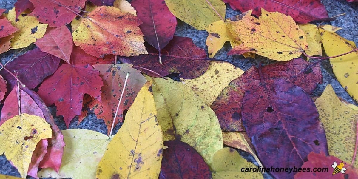 Collection of colorful Fall leaves collected to dip in beeswax for preserving.
