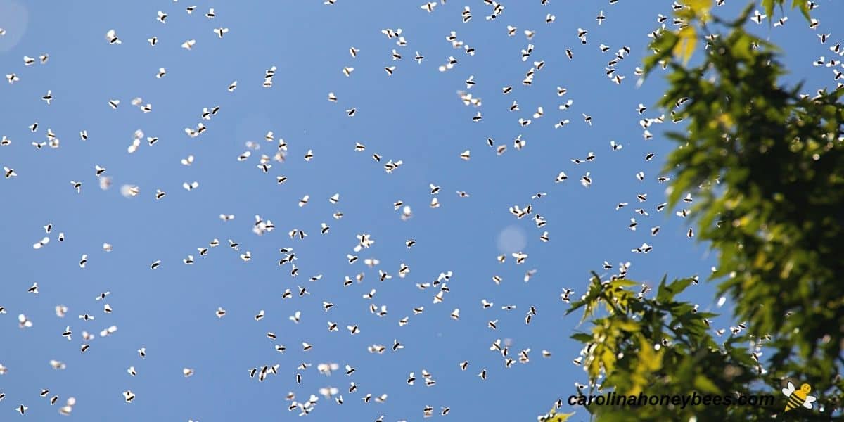 Honey bee swarm in flight in air image.