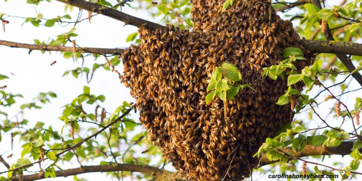 Large prime swarm of honey bees hanging in a tree near an apiary.