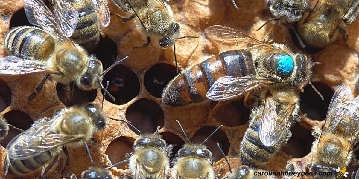 Older queen honey bee in danger of dying this season with workers on comb.