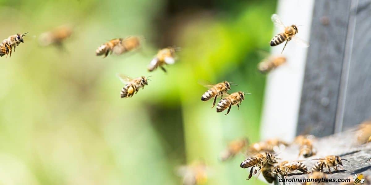 Honey bee workers returning to hive remarkable bee facts.