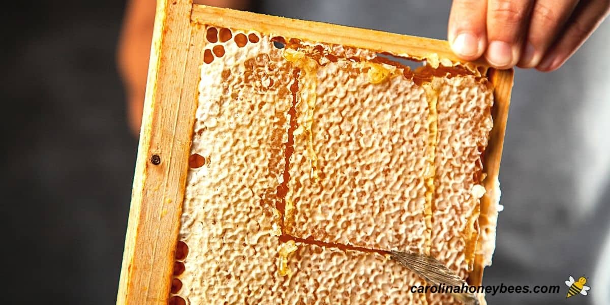Using a knife to cut sections of fresh honeycomb from a frame for storage image.