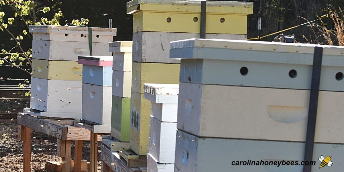 Beehives set up in backyard bee yard or apiary .
