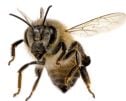 Small bee customer testimonial