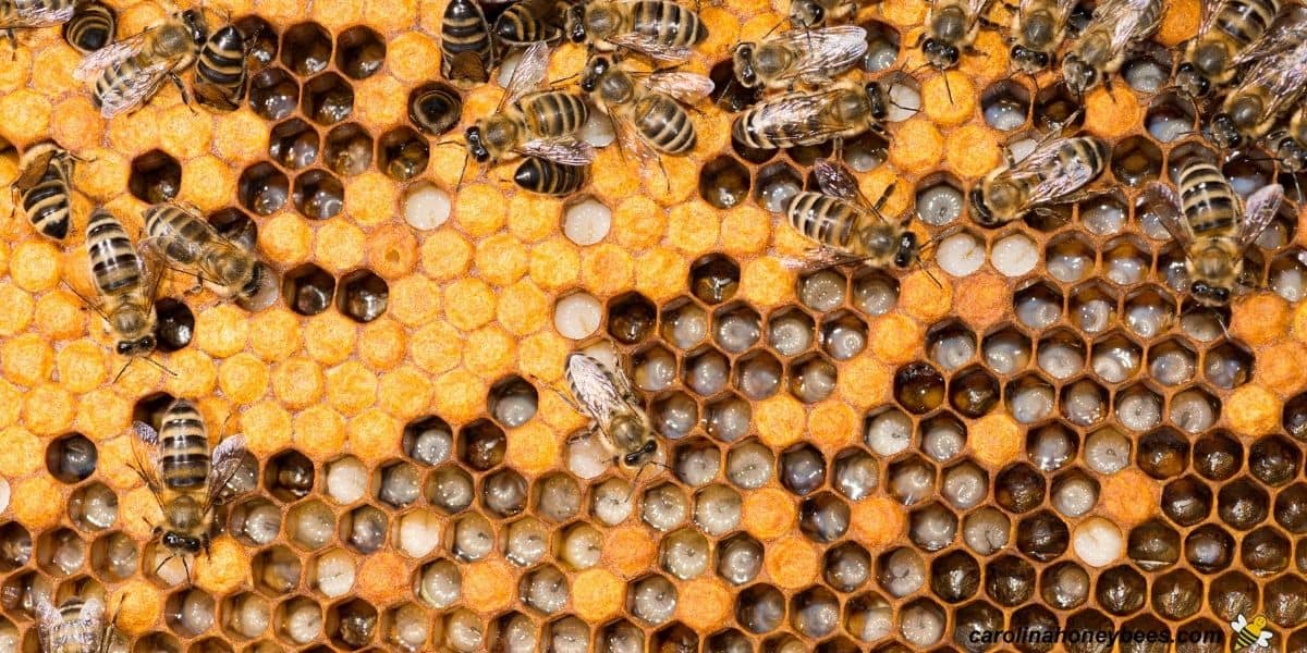 Various stages of bee brood in honeycomb cells.