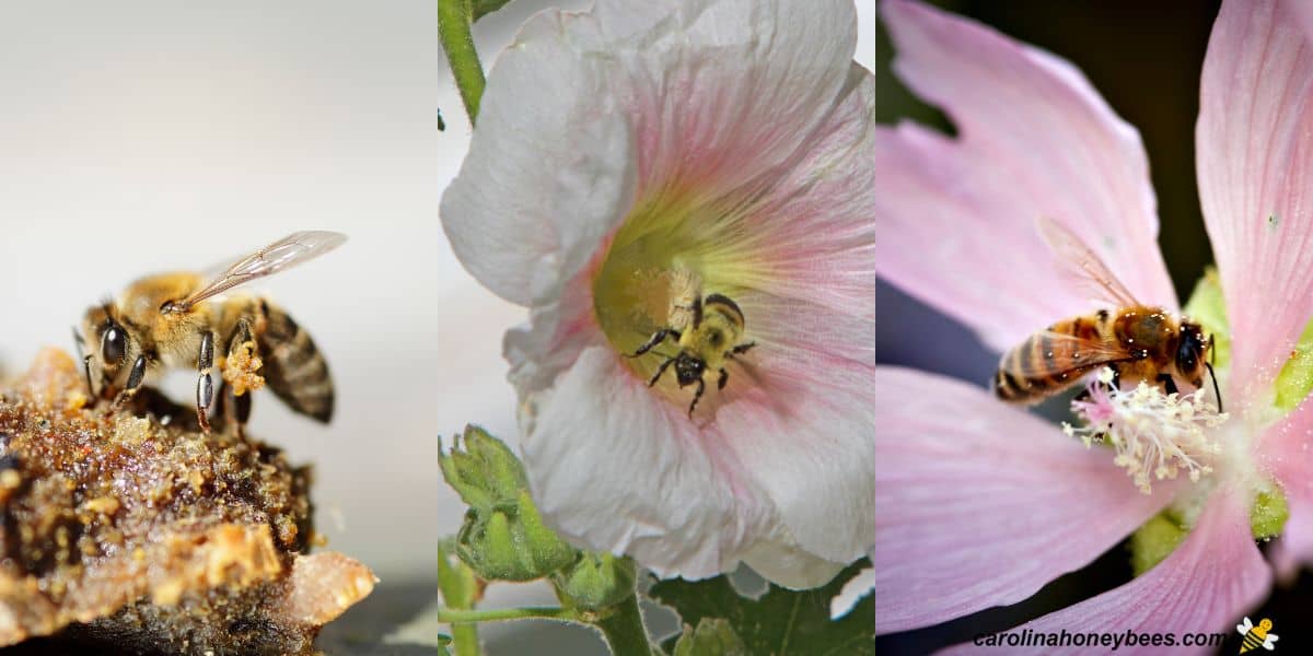 Three shot of bees collecting materials for hive.