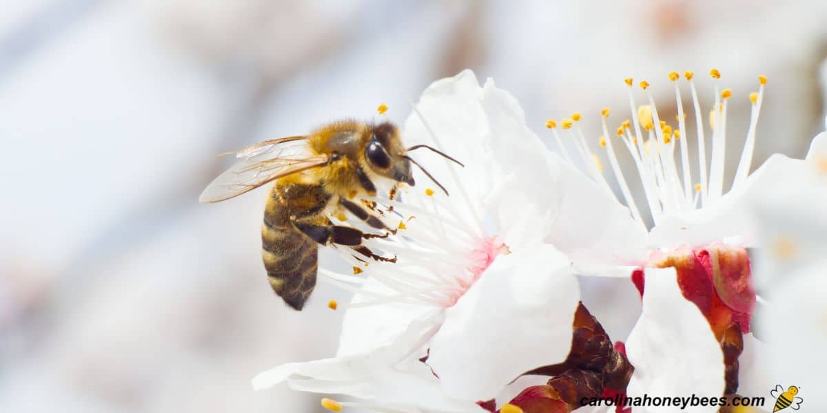 First honey bees to appear in springtime on white flower during cool weather.