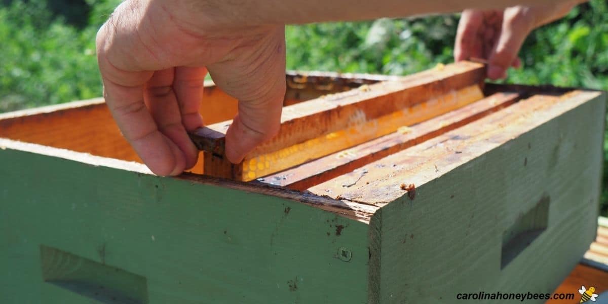 Beekeeper placing honey frames in a new honey super to place on hive.