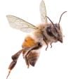 Small bee icon image