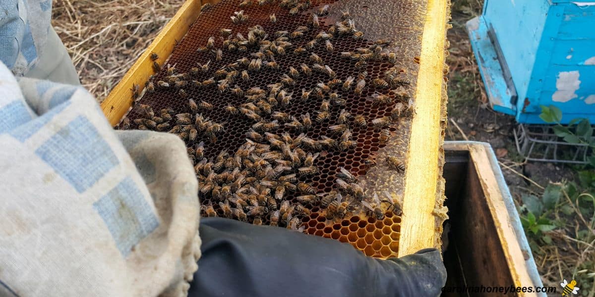 Beekeeper performing first hive inspection after installing bees.