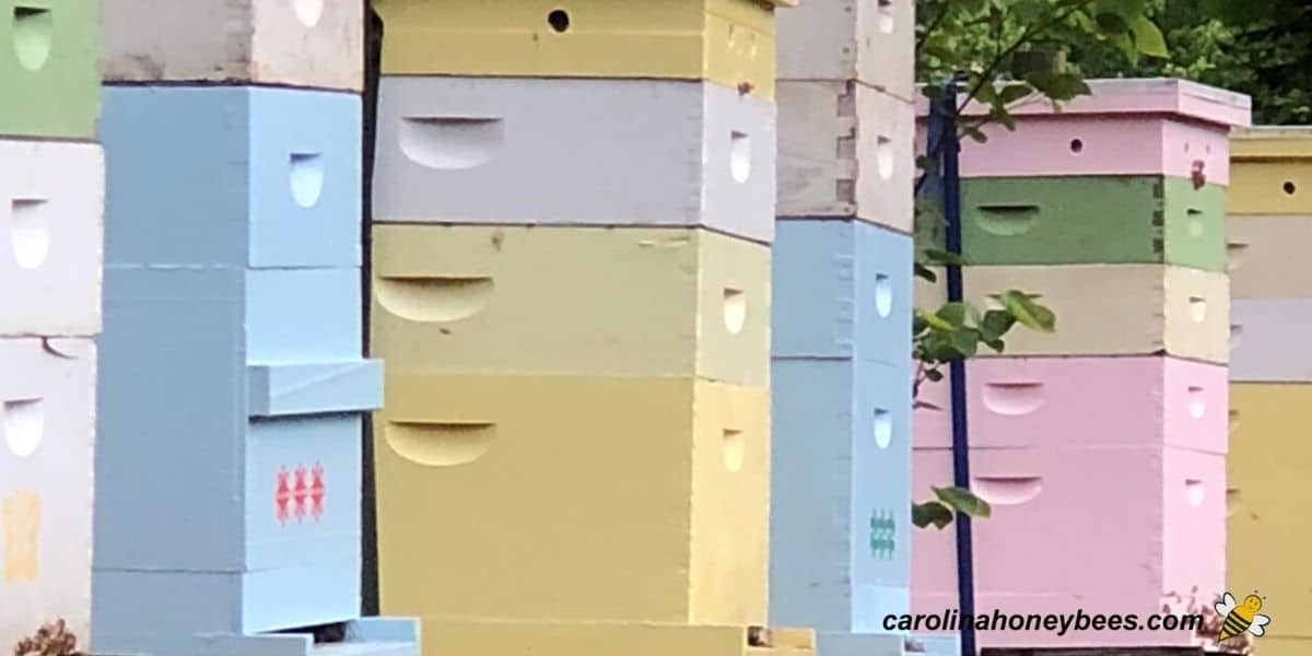 Row of colorful beehives painted different colors in an apiary.